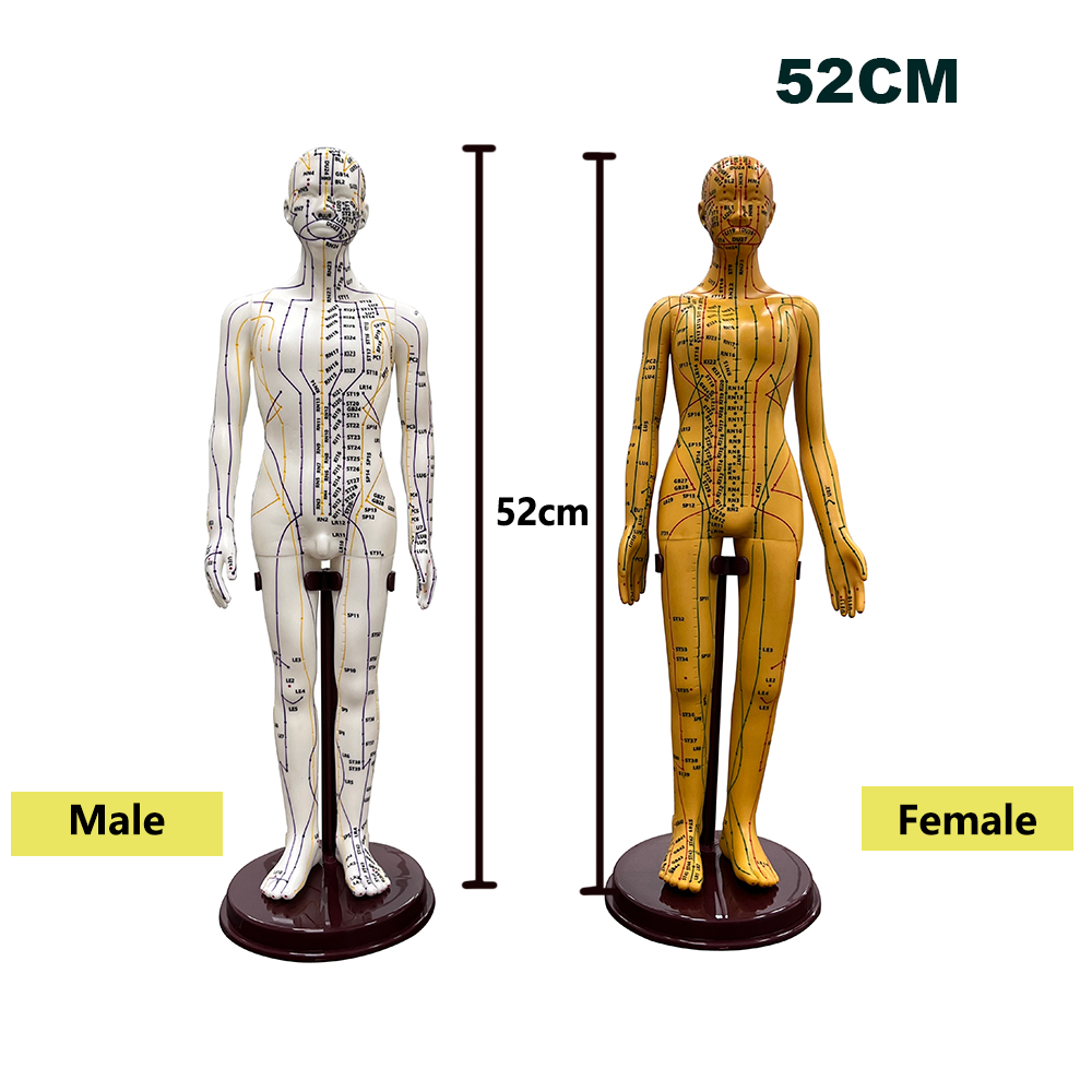 52 ซม.ผู้ใหญ่ Human Body การฝั - Men'S Accessories Rack บทวิจารณ์และราคา